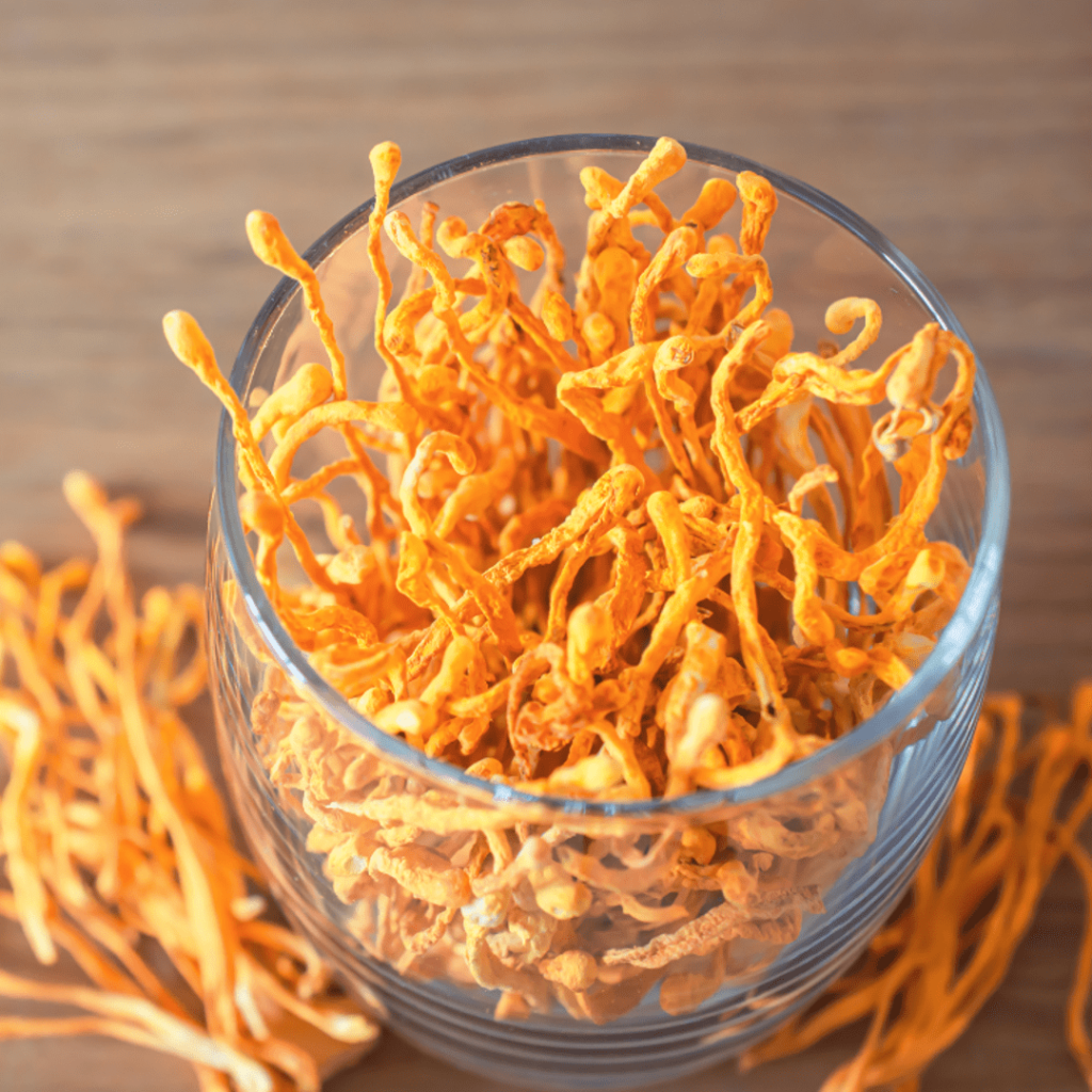 hongo cordyceps