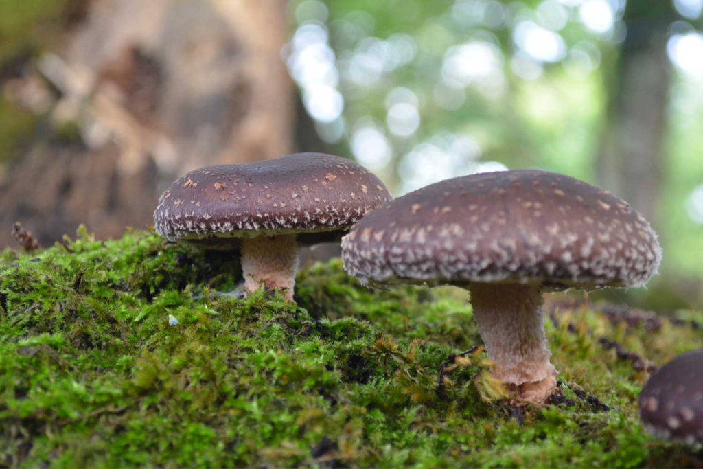 SHIITAKE (LENTINUS EDODES)