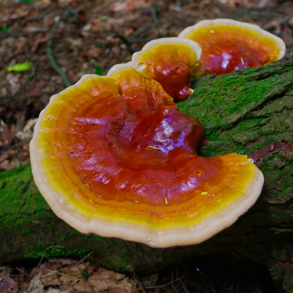 REISHI (Ganoderma lucidum)