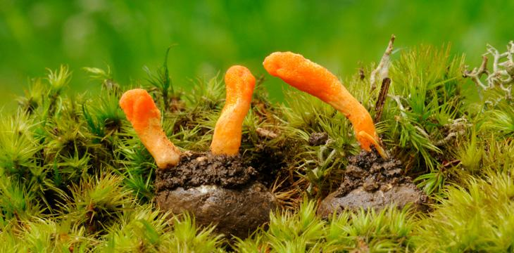 Cordyceps (Cordyceps Militaris)